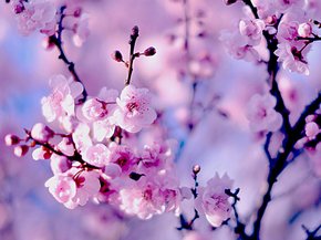 Sakura | Сакура