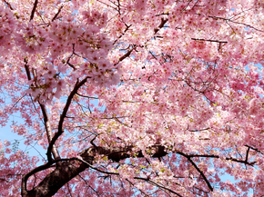 Sakura | Сакура