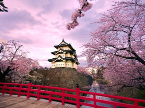 Sakura | Сакура