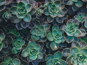 Succulent | Суккулент