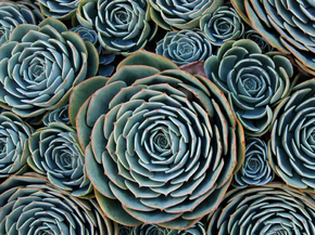 Succulent | Суккулент