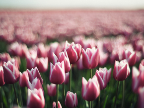 Tulips | Тюльпаны