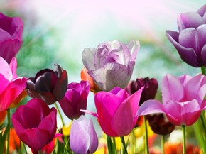 Tulips | Тюльпаны