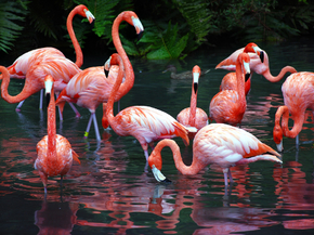 Flamingo | Фламинго