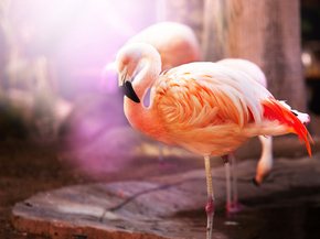 Flamingo | Фламинго