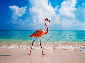 Flamingo | Фламинго