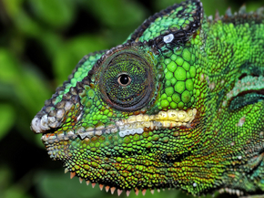 Chameleon | Хамелеон
