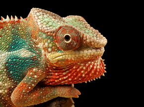 Chameleon | Хамелеон