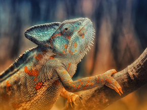 Chameleon | Хамелеон