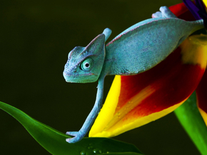 Chameleon | Хамелеон