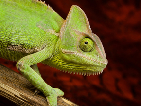 Chameleon | Хамелеон