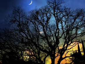 Nature | Природа: Деревья