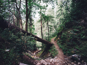 Forest | Лес Forest | Лес