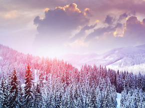 Winter Forest | Зимний Лес