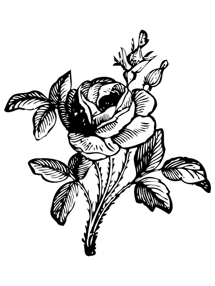 Роза