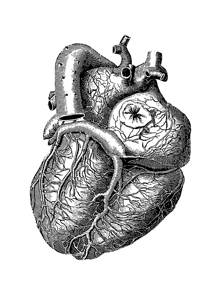 Сердце