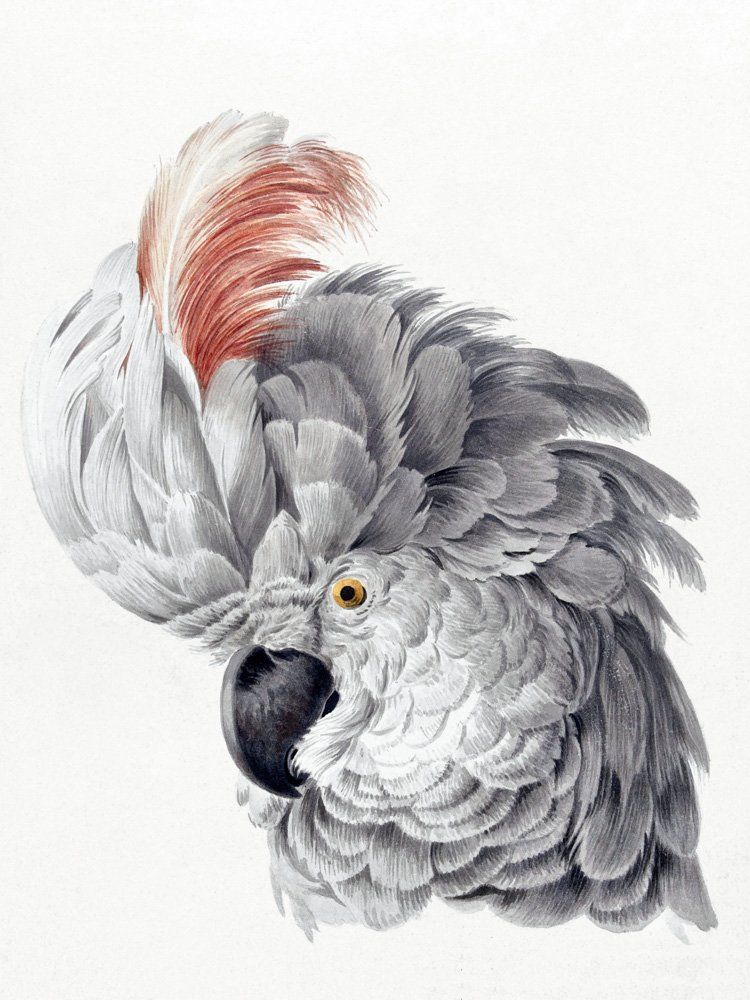 Cockatoo Head