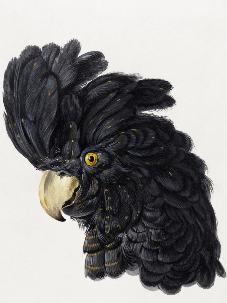 Cockatoo Head