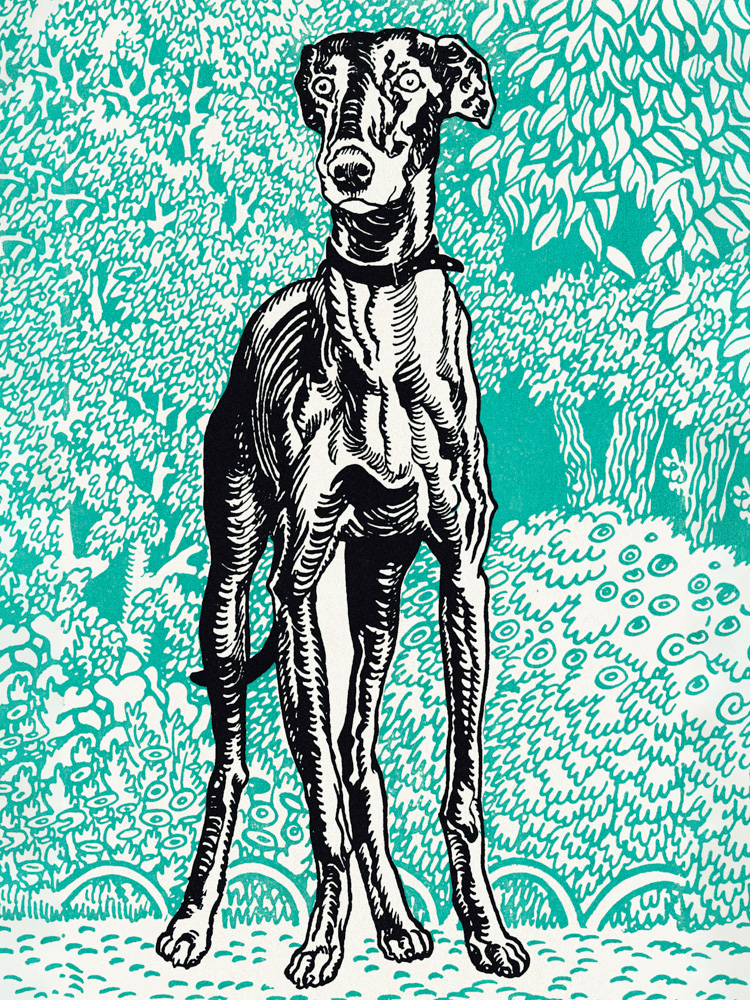 Greyhound