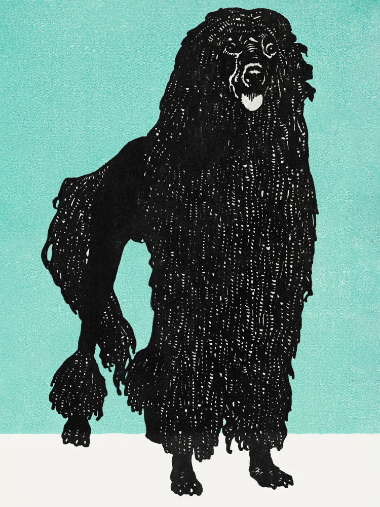 Poodle