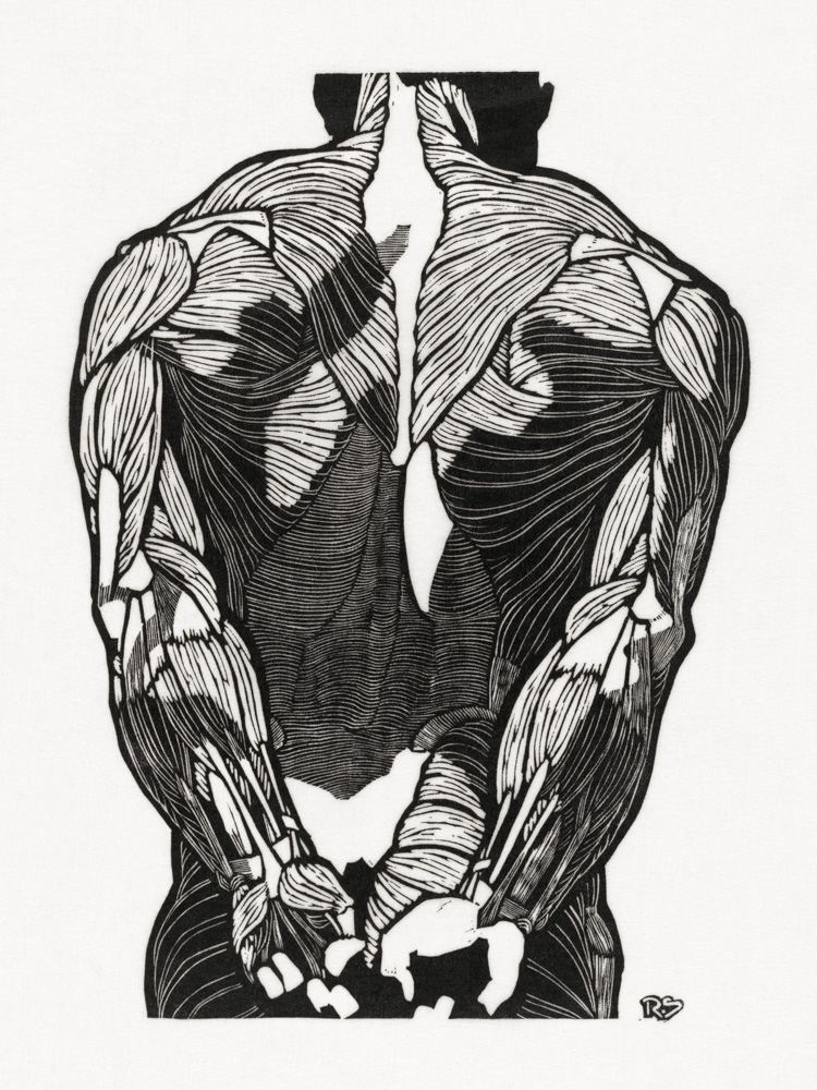 Back muscles