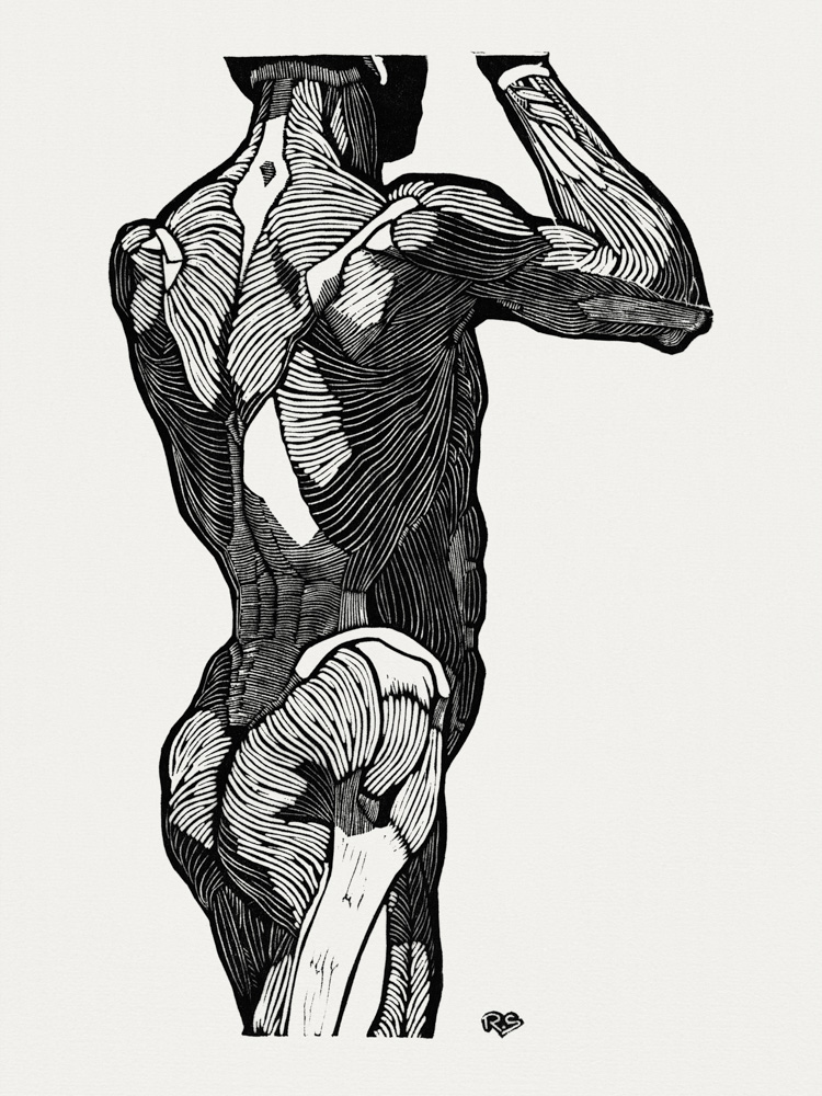 Back muscles