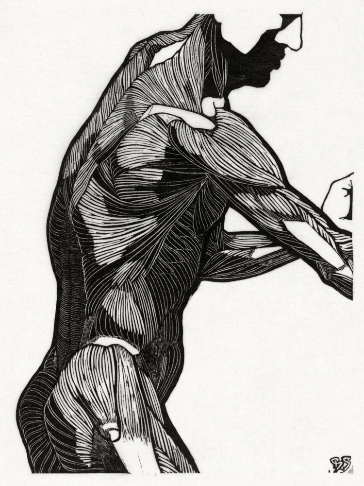 Lateral and arm muscles
