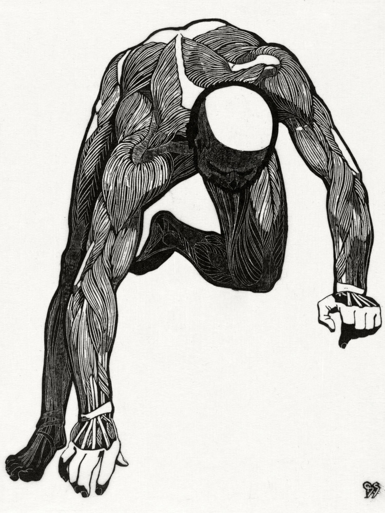 Neck, arm and leg muscles