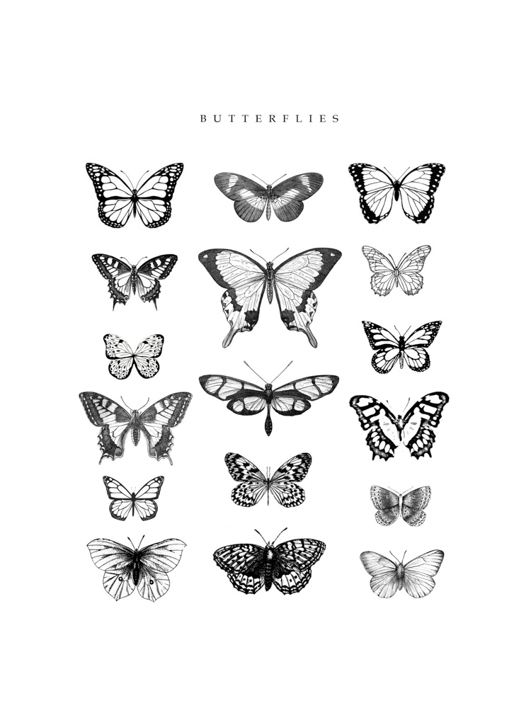 Butterflies