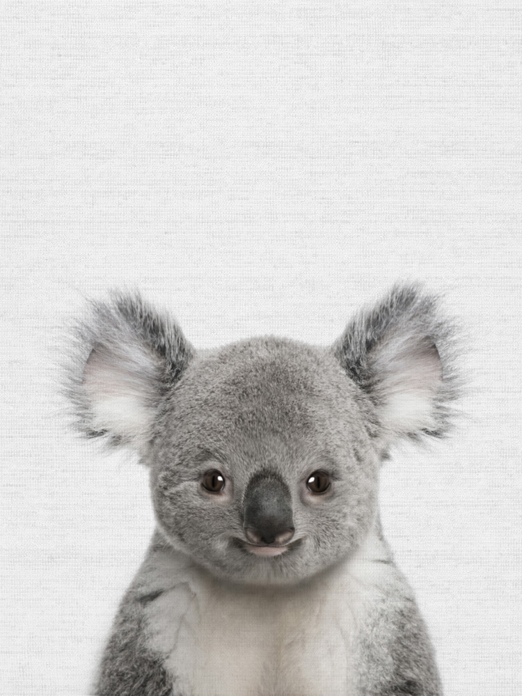 Коала